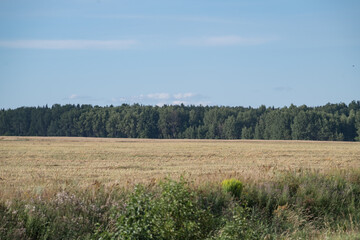Obraz premium Thoroughbred horses graze on a summer field.