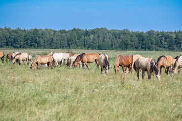 Thoroughbred horses graze on a summer field.
