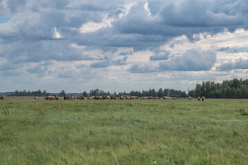 Thoroughbred horses graze on a summer field.