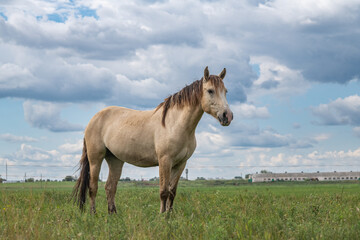 Obraz premium Thoroughbred horses graze on a summer field.