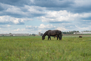 Thoroughbred horses graze on a summer field.