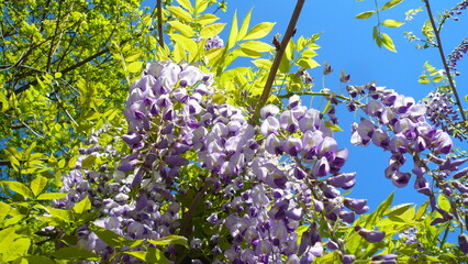 purple flowers in sky