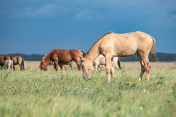 Thoroughbred horses graze on a summer field.