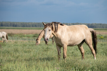 Thoroughbred horses graze on a summer field.