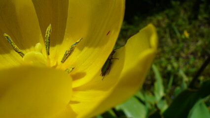yellow tulip closeup with bug