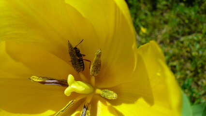 yellow tulip flower with bug 2