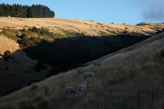 new zealand landscape 