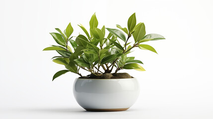 Stock image of plant on a white background cut out