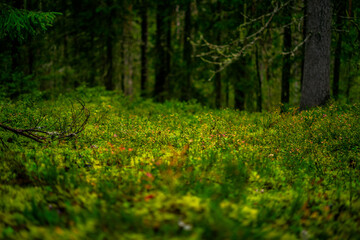 the pure nature in the estonian national park lahemaa