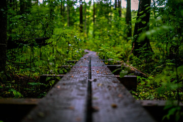 Exploring the Enigmatic Beauty of Viru Bog Trail: A Nature Reserve Adventure in Estonia's Lahemaa National Park