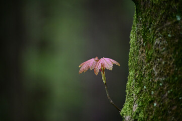 Blatt im Wald