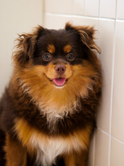 portrait of a chihuahua