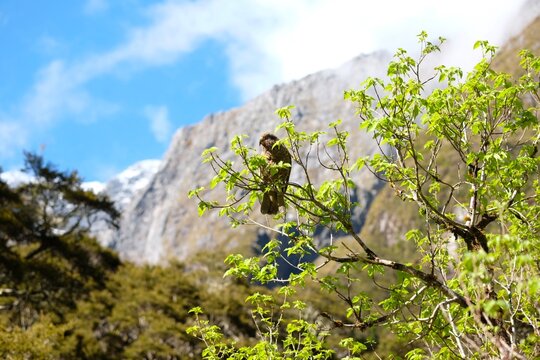 kea and tree