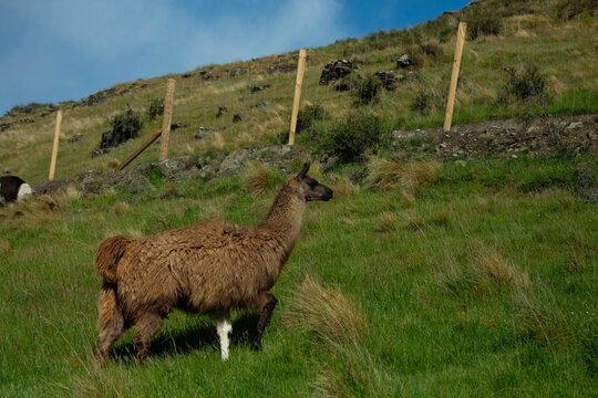 llama in the new zealand mountains 
