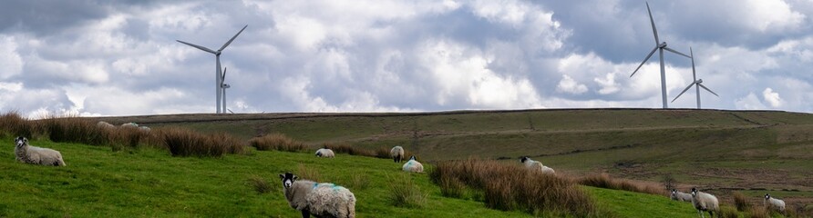 Panoramic image of a green filed with animals grazing and wind turbines at the top of the hills. 