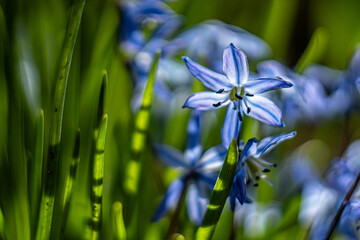 Scilla siberica-siberian onion ,a bulbous perennial blooms from march to april.