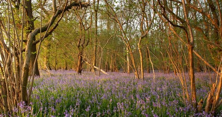 Bluebell woods