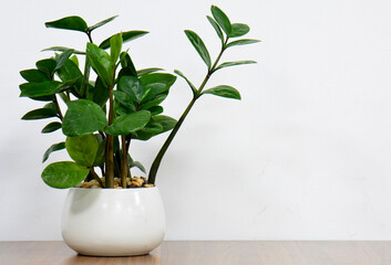 houseplant on wooden table in white background