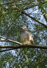 Owl in the branches of a tree