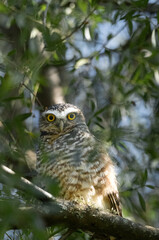 Owl in the branches of a tree