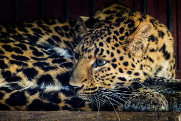 Chinese leopard: A rare and elusive big cat