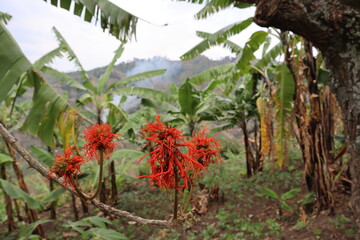 Vibrant red flowers on a branch with a blurred background of banana trees and a hazy mountain...
