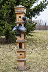 A pair of pigeons on a wooden feeder in the park