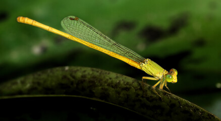 dragonfly on a leaf