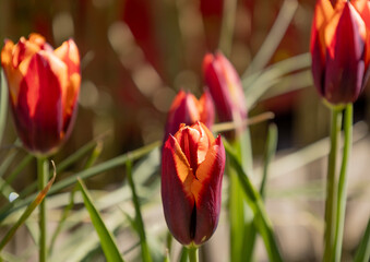 Tulips in my garden 6