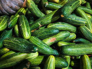 photography of close up texture background of cucumber vegetable