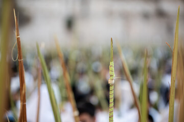 Lulavs or closed palm fronds raised in the air during prayer services on the Jewish holiday of...