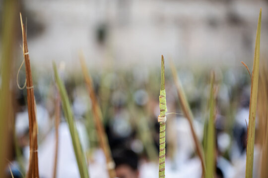 Lulavs or closed palm fronds raised in the air during prayer services on the Jewish holiday of Sukkot.