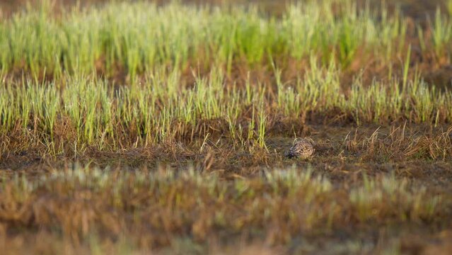 The Eurasian skylark (Alauda arvensis) walks in the grass and sings.