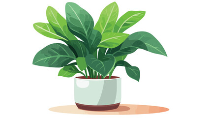 House plant growing in pot. Green leaf houseplant i - obrazy, fototapety, plakaty