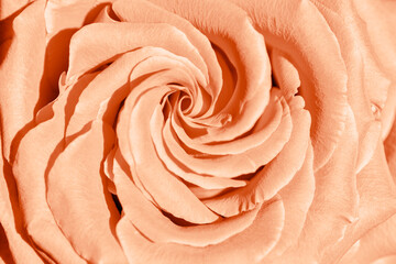 Peach color rose flower background, flowery aesthetic nature close up pattern, botanical design...