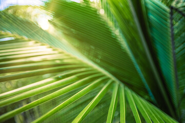 Closeup tropical palm leaf and shadows, exotic abstract natural green lush background, dark tone...