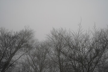 trees in the fog