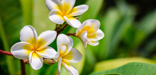 Romantic love flowers. Tropical Plumeria floral garden closeup, white yellow Frangipani blossoms on...