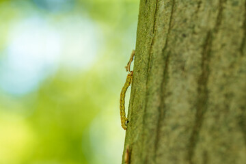 An Inch worm making its way across a tree branch. This macro clip can symbolize concepts of...