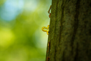 An Inch worm making its way across a tree branch. This macro clip can symbolize concepts of...