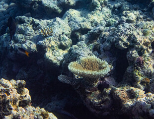 Underwater photograph with variety of fish and colorful coral of great barrier reef, Queensland,...