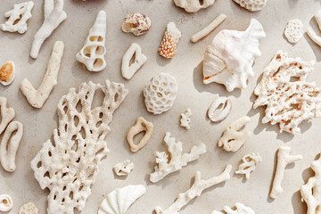 Sea shells, corals, sea stones with sun shadow at sunlight, nature photo of different white shell...