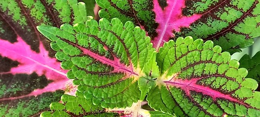 Plano de fundo de lindas folhas verdes e rosa choque