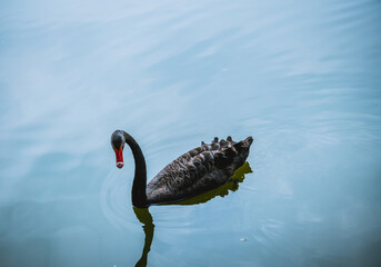 black swan in water