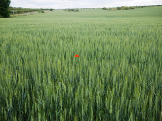 A lone poppy in the middle of a green wheat field