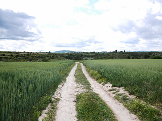dirt road surrounded by green wheat field