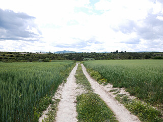 Naklejka premium dirt road surrounded by green wheat field