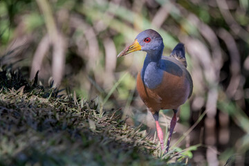 Brazilian Savannah Bird
The birds of Brazil are very beautiful and have many colors.