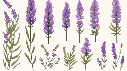 Lavender flowers set. Outlined Provence floral herb