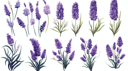 Lavender flowers set. Provence floral herbs with pu
